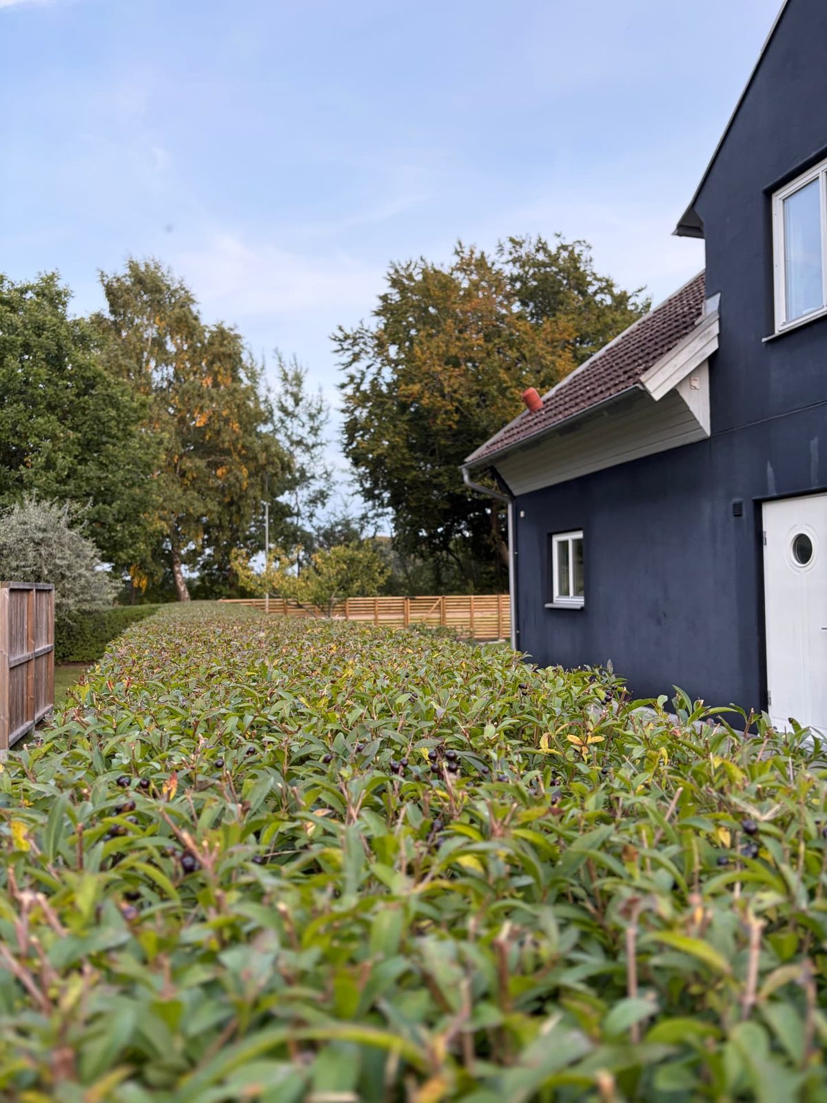 Nyklippt häck vid villa i Dalby